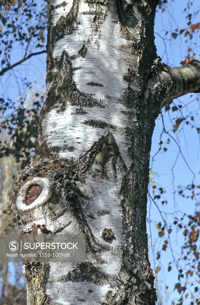 , Betula pendula, trunk,  Bark, detail,   Nature, plants, tree, birch, white birch, deciduous tree, log, bark, rind, bark structure, patterns, structu...