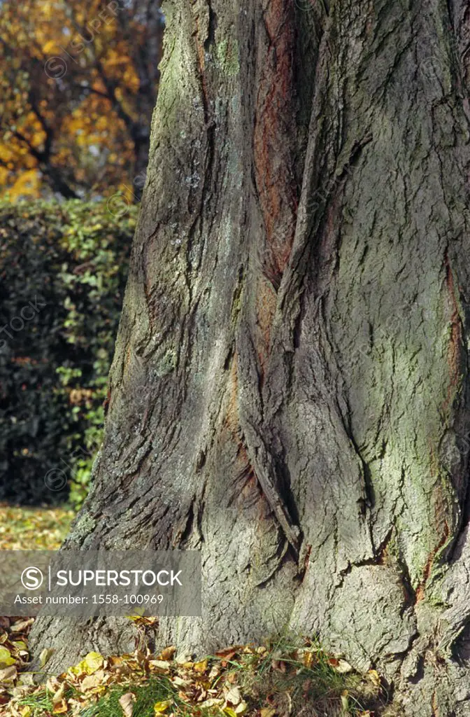 Winter linden tree, Tilia cordata, trunk,  Bark, detail,   Nature, plants, tree, linden, deciduous tree, log, bark, rind, bark structure, patterns, st...