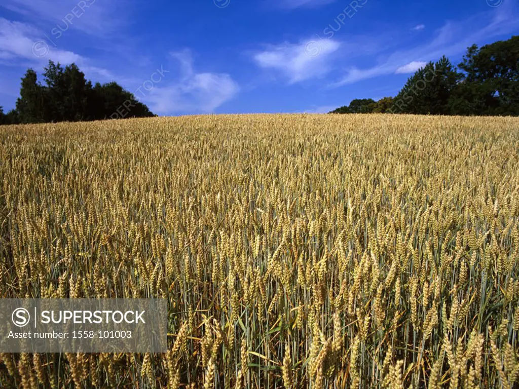 Grain field, wheat, forest, heaven,  summer, clouded sky,   Poland, Masuren, economy, agriculture, agriculture, field economy, grain cultivation, fiel...