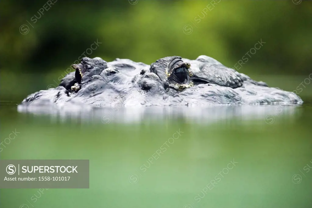River, Mississippi alligator, alligator  mississippiensis, close-up,   Wildlife, Wildlife, animal, wild animal, reptile, carnivore, tank lizard, croco...