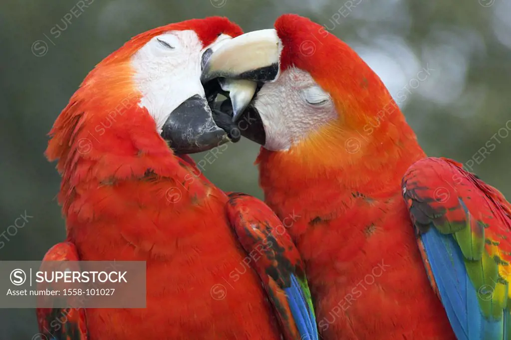 Zoo, light red Aras, Ara macao, beaks, Touch, detail,   Series, wildlife, animals, birds, parrots, Arakanga, parrot birds, Psittacidae, plumages, colo...