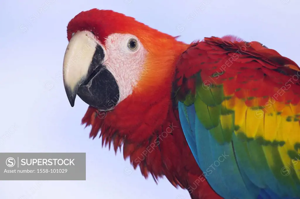 Zoo, Hellroter Ara, Ara macao, portrait,    Series, wildlife, animal, bird, parrot, Arakanga, parrot birds, Psittacidae, plumages, colorfully, colorfu...