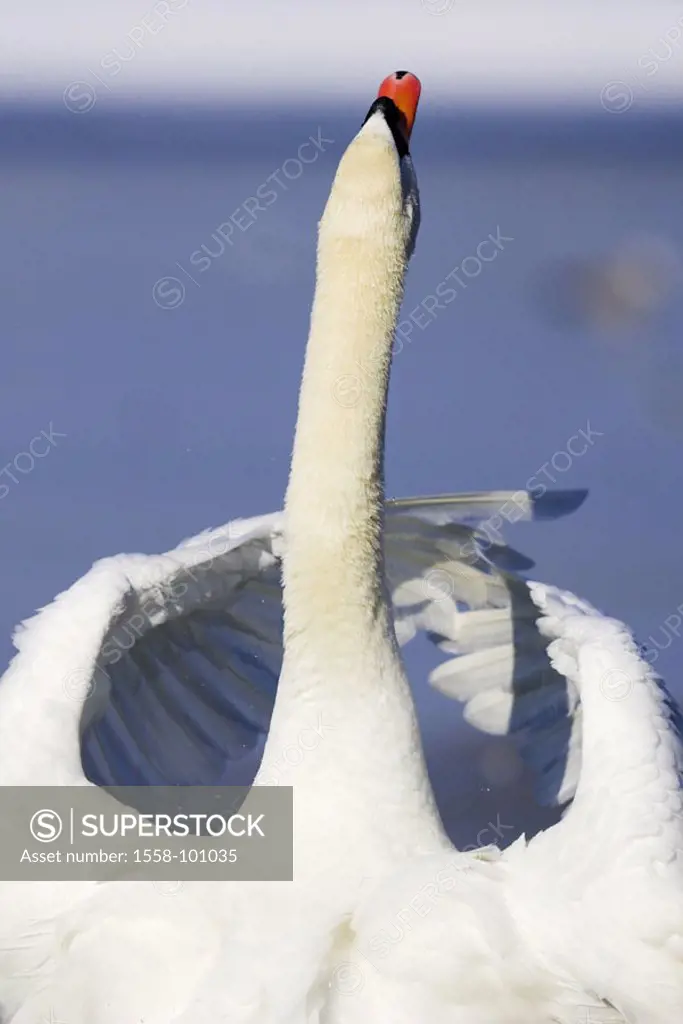 Hump swan, Cygnus olor,  Perform courtship display, view from behind, detail,   Wildlife, Wildlife, wild animal, animal, bird, duck birds, goose birds...