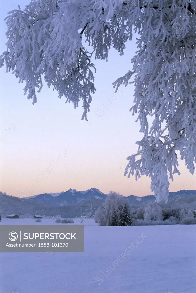 Germany, Upper Bavaria, Pfaffenwinkel,  Kocheler moss, winters, twilight,   Southern Germany, Bavaria, alpine upland, reservation, landscape, winter l...