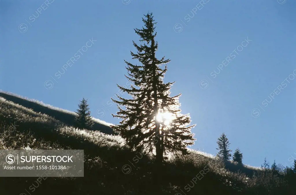 Hillside, conifer, back light,    Nature, tree, branches, silhouette, meadow, grasses, hoarfrost, cold, season, winters, late autumn, sun, sunshine, s...