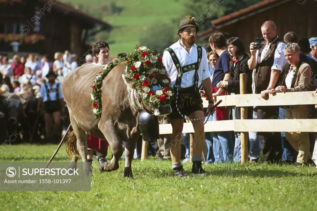 Viehscheid, cow, headdress, bell, Farmers, leads, spectators, , Germany, Bavaria, Allgaeu, OberAllgaeu, fishing, tradition, traditions, Almabtrieb, Al...