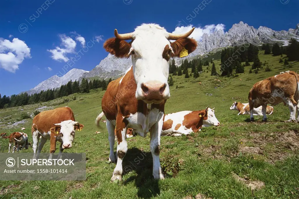 Cow herd, mountain meadow, Hochkönig,  Salzburger country, Austria,   Animals, mammals, farm animals, cows, young cows, cows, herd, meadow, pasture, K...