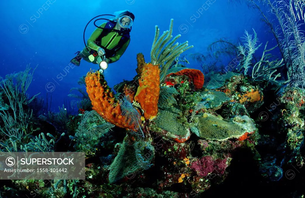 Coral reef, divers,