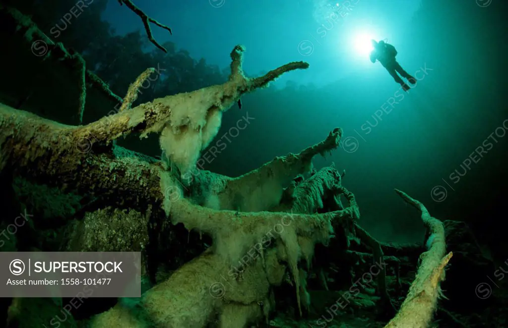 Mountain sea, tree-trunks, divers,