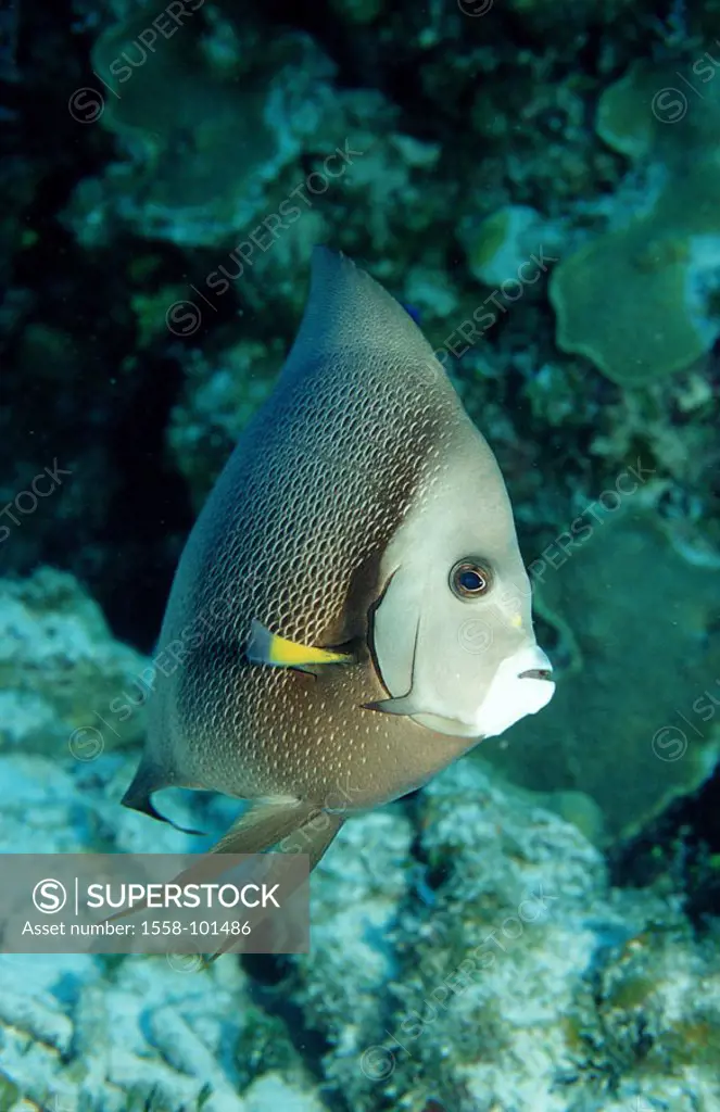 Gray emperor fish, Pomacanthus arcuatus,