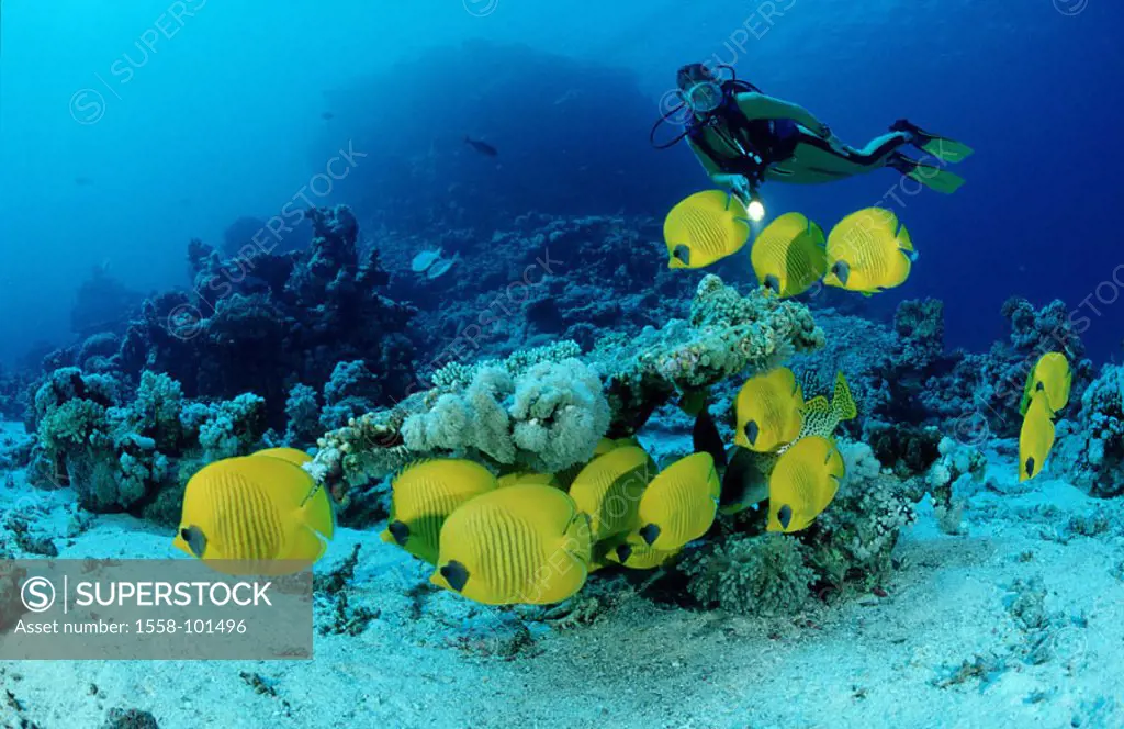 Mask butterfly fish, Chaetodon semilarvatus, corals, divers,