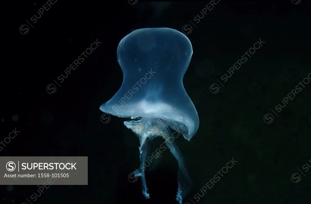 Ear jellyfish, Aurelia aurita,