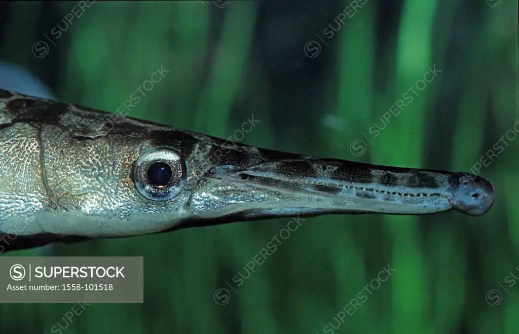 Spotted bone pike, Lepisosteus oculatus, detail, head, on the side,