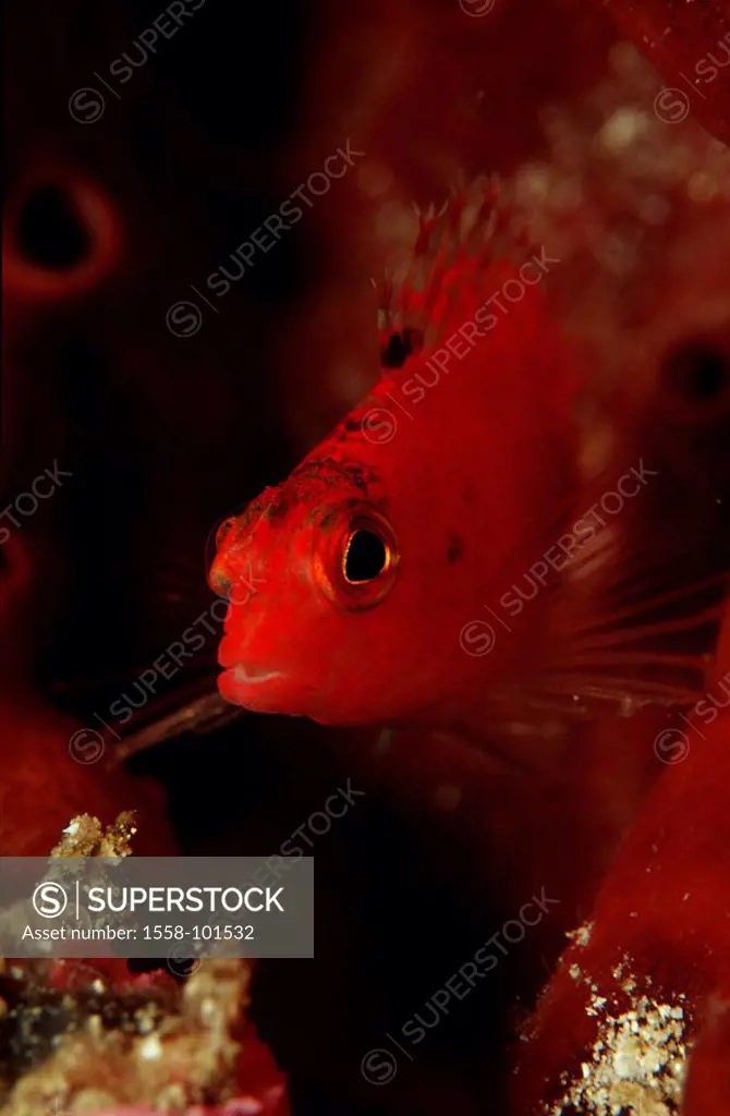 Fire coral guards, Neocirrhitus armatus,
