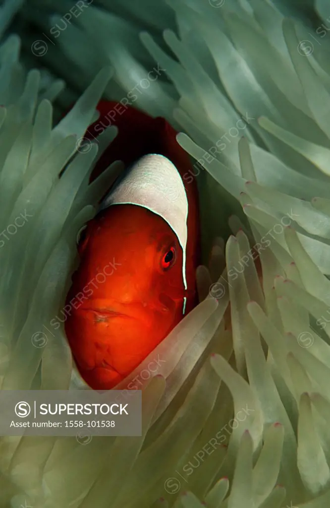 Thorn anemone fish, Premnas aculeatus, marine anemone,
