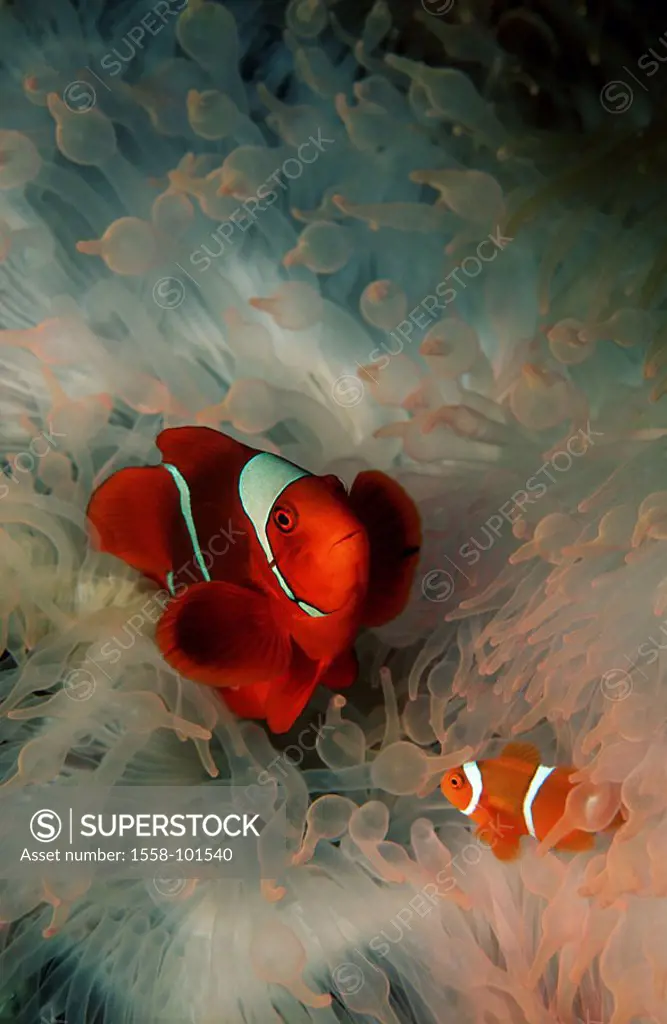 Thorn anemone fish, Premnas aculeatus, marine anemone,