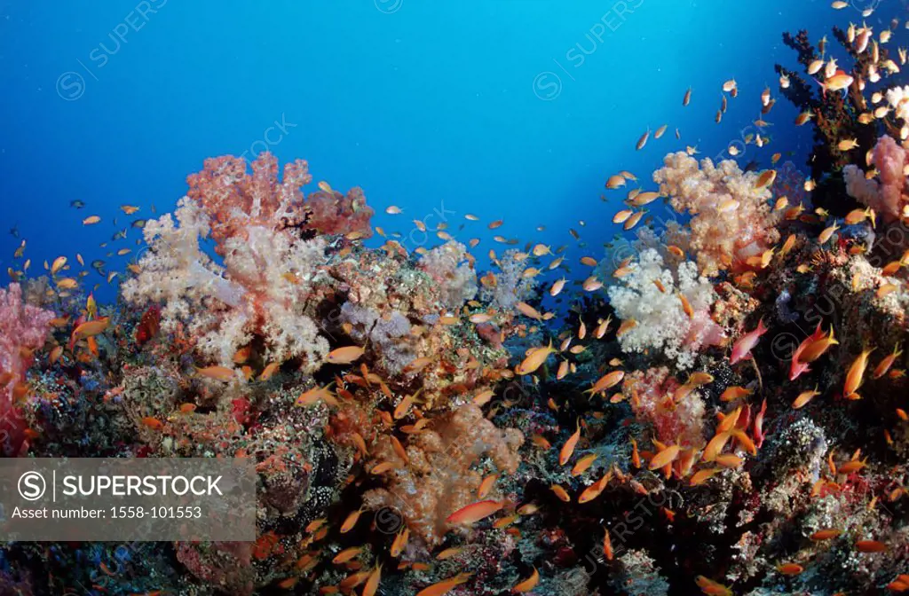 Flag perches, Anthias spec. Coral reef,