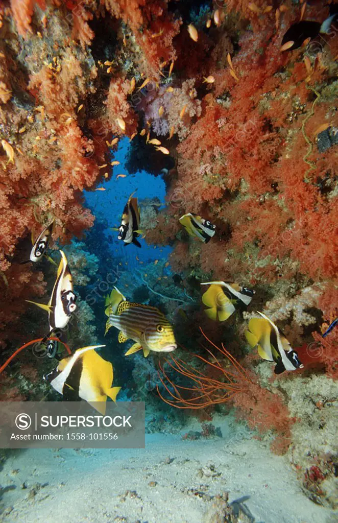 Mask pennant fish, Heniochus monoceros, Korallenriff,