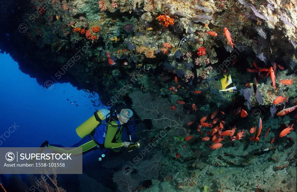 Divers, Korallenüberhang,
