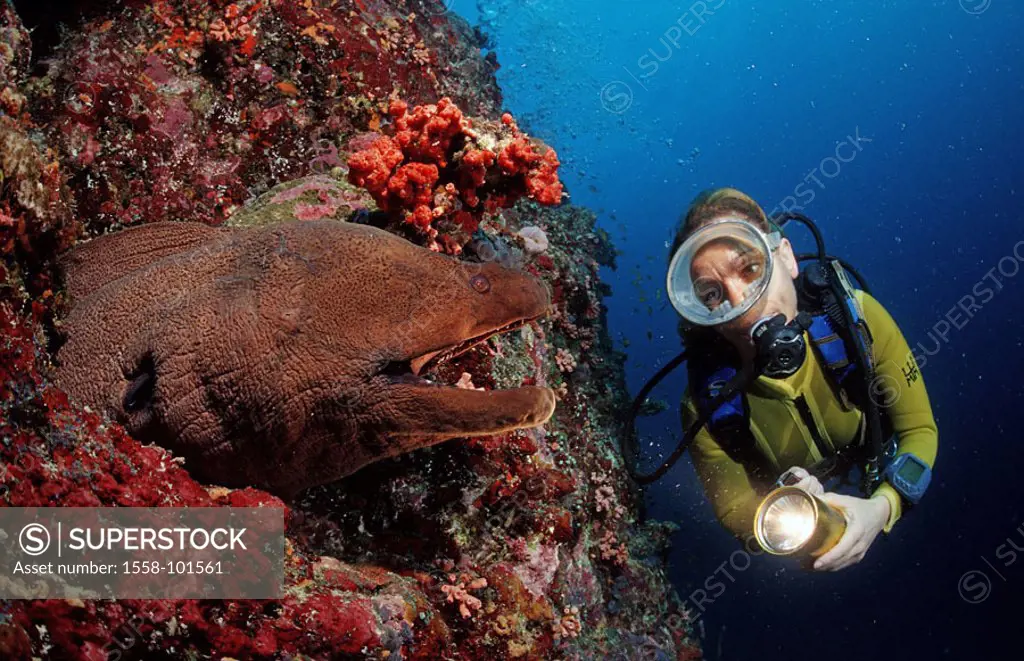 Riesenmuräne, Gymnothorax javanicus, coral reef, divers,