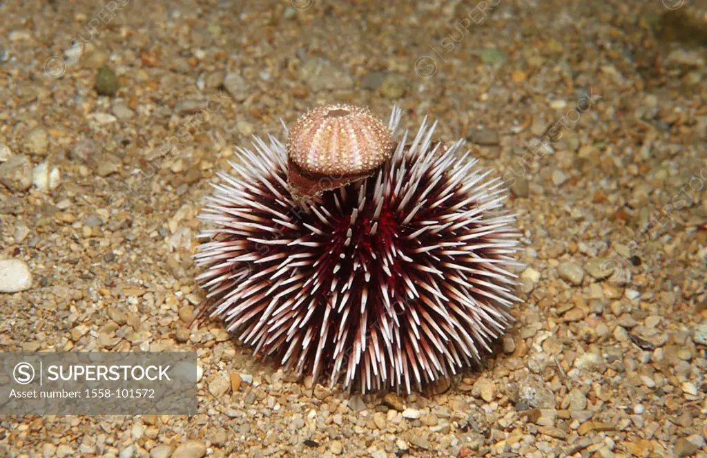 Violet urchin, Sphaerechinus granularis,