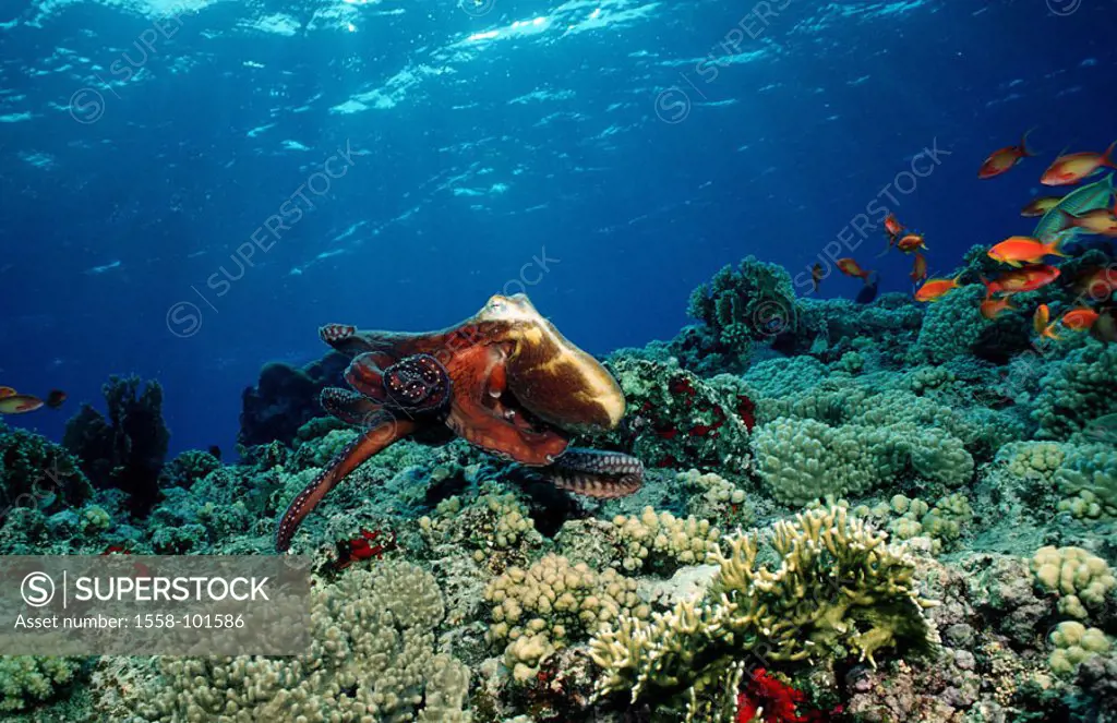 Oktopus, Octopus cyanea, Korallenriff,