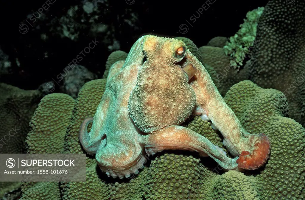 Octopus, Oktopus, Octopus vulgaris, Korallenriff,