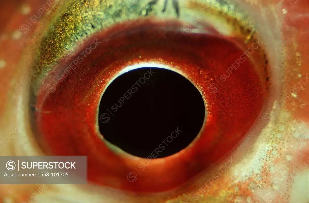 Fish eye,