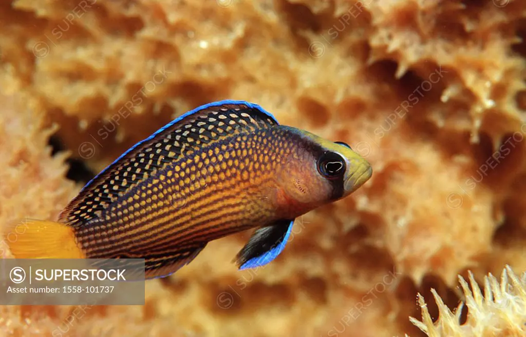 Splendor dwarf perch, Pseudochromis splendens, corals,