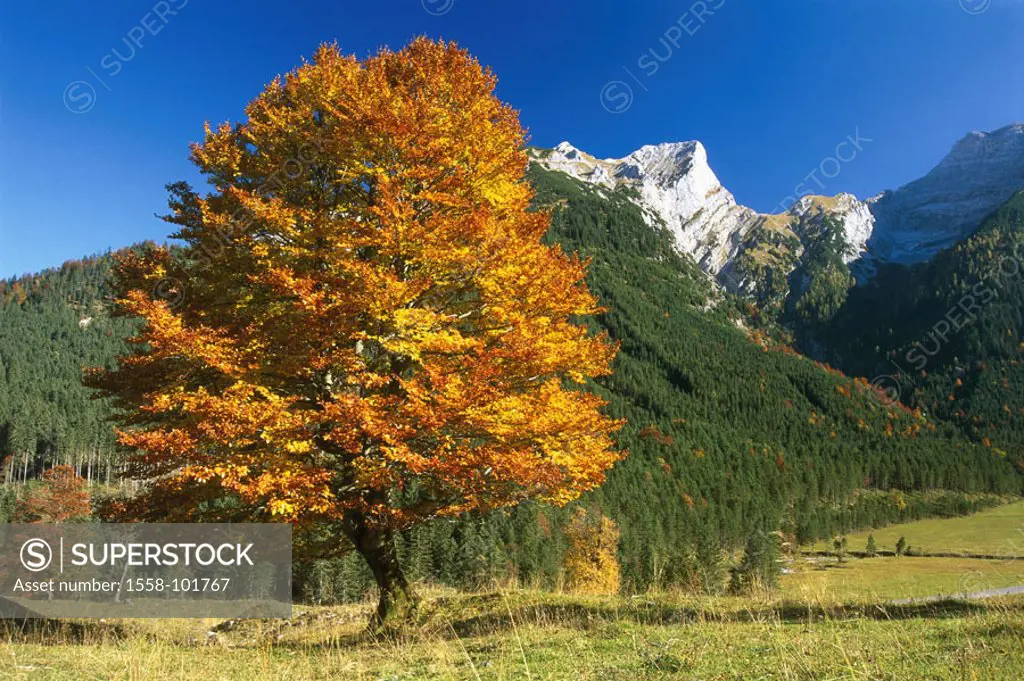 Austria, Tyrol, narrow, big maple ground,  Book, autumn,   highland, landscape, nature, Karwendel, Karwendel, mountains, mountains, plants, tree, deci...