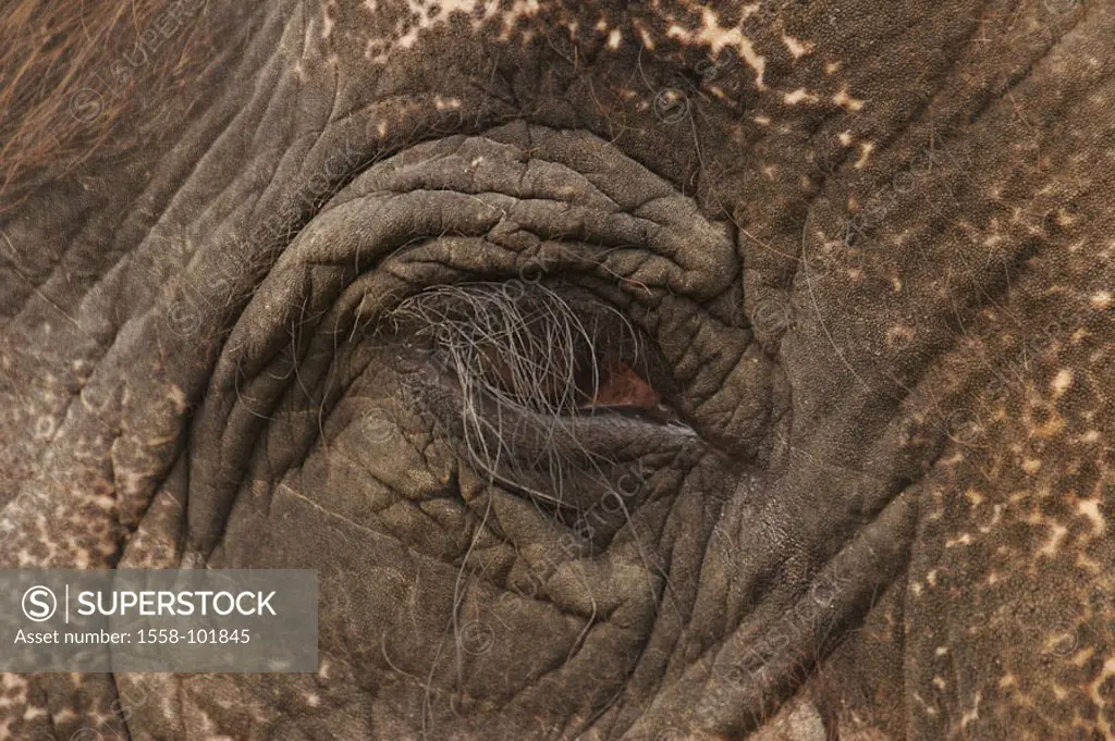 Indian elephant, Elephas Maxi mash,  bengalensis, head, detail, eye,  Eyehorsewhip,  Animal, mammal, pachyderms, head, face, close-up, skin, elephant ...