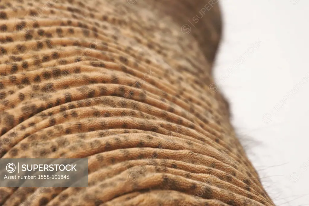 Indian elephant, Elephas Maxi mash,  bengalensis, head, detail, trunks, Pleat,  Animal, mammal, pachyderms, head, elephant trunks, nose, close-up, ski...