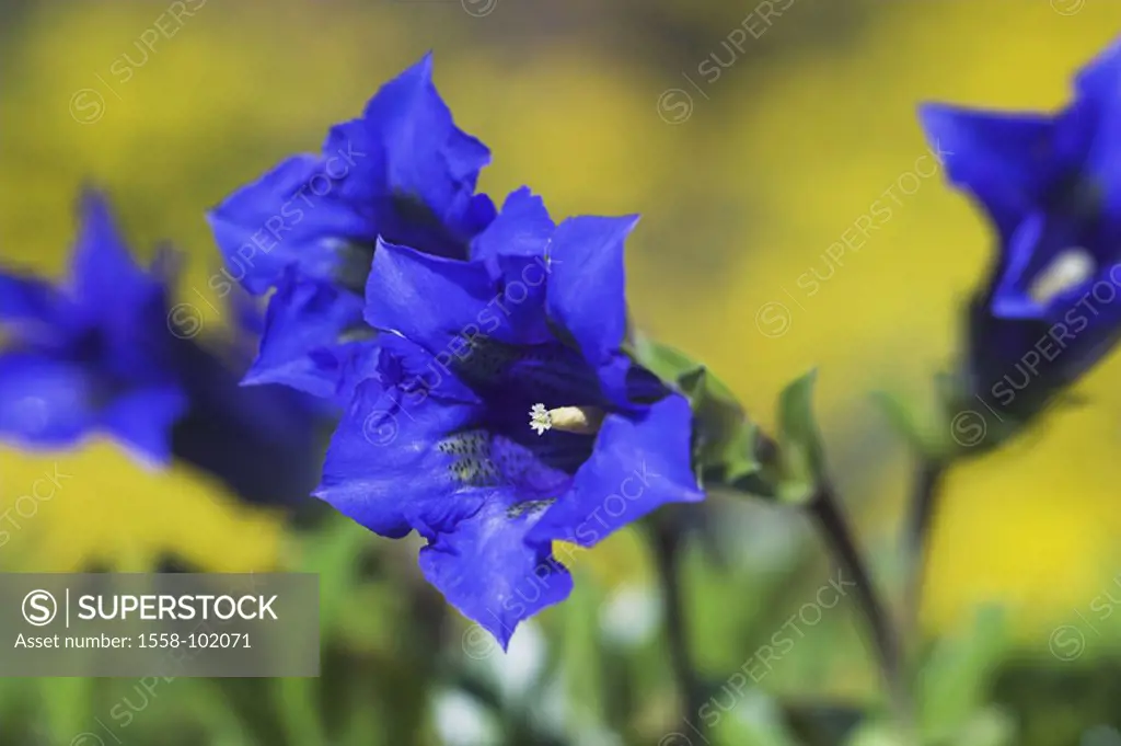 Lung gentian, Gentiana pneumonanthe,  Detail, blooms, blue, fuzziness,  Flower of the year 1980,  Nature, flora, botany, vegetation, plant, flower, ge...