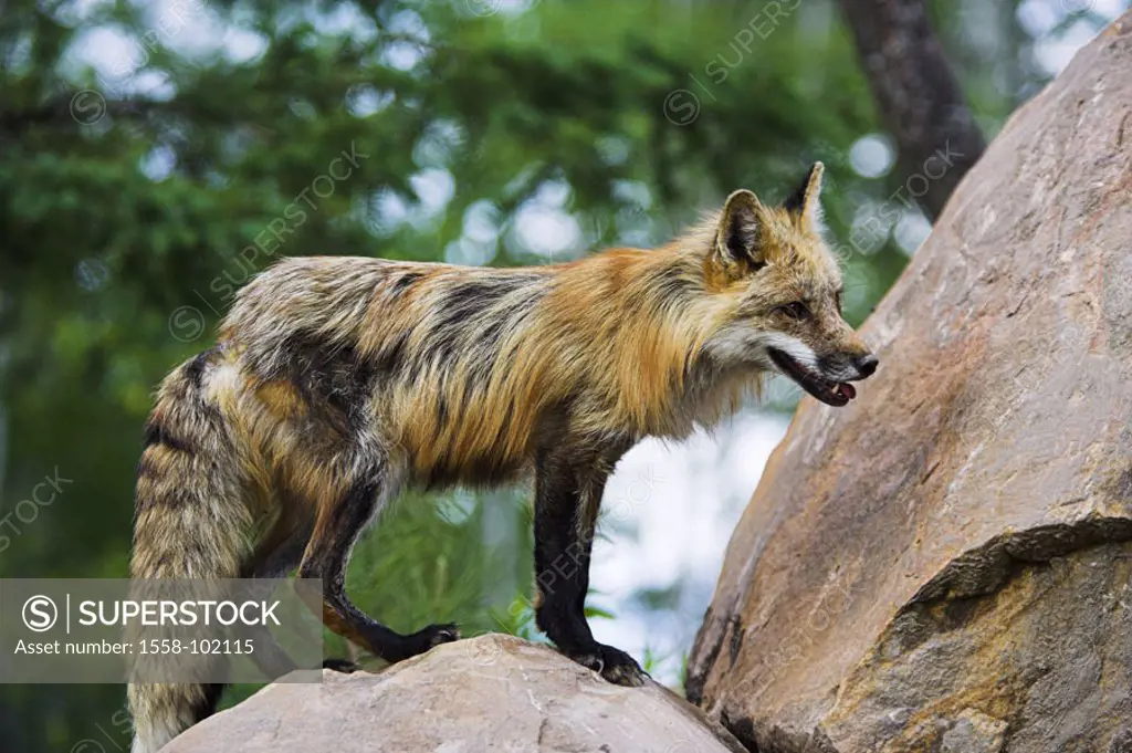 Rotfuchs, Vulpes vulpes, male,  on the side, stones, detail,   Nature, wildlife, wild animal, animal, mammal, carnivore, fox, males, fur, long-haired,...