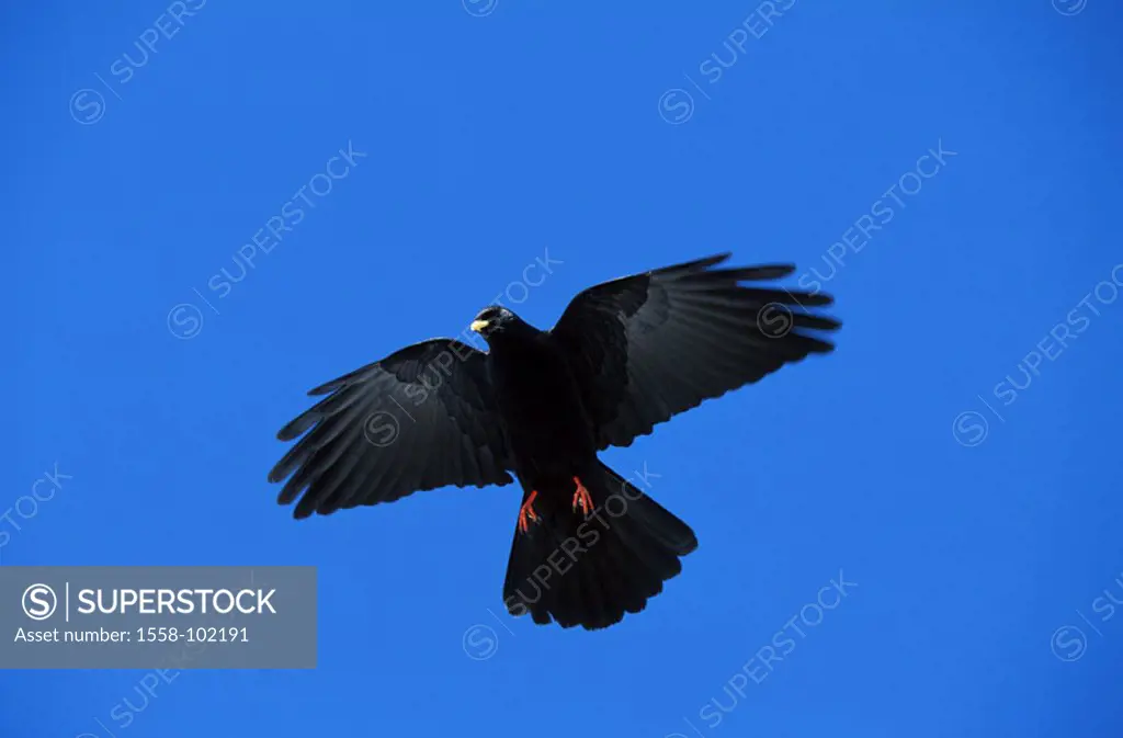 Alpendohle, Pyrrhocorax graculus, flight,    Animal, bird, raven bird, Singvogel, Dohle, wings, feathers, black, whole bodies, extended blue, cloudles...