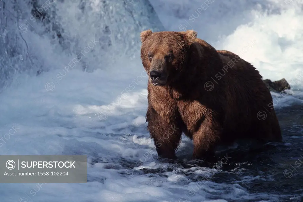Brown bear, Ursus arctos, river, waterfall,    Nature, wilderness, Wildlife, wildlife, animal, mammal, carnivore, country carnivore, bear, Big dipper,...