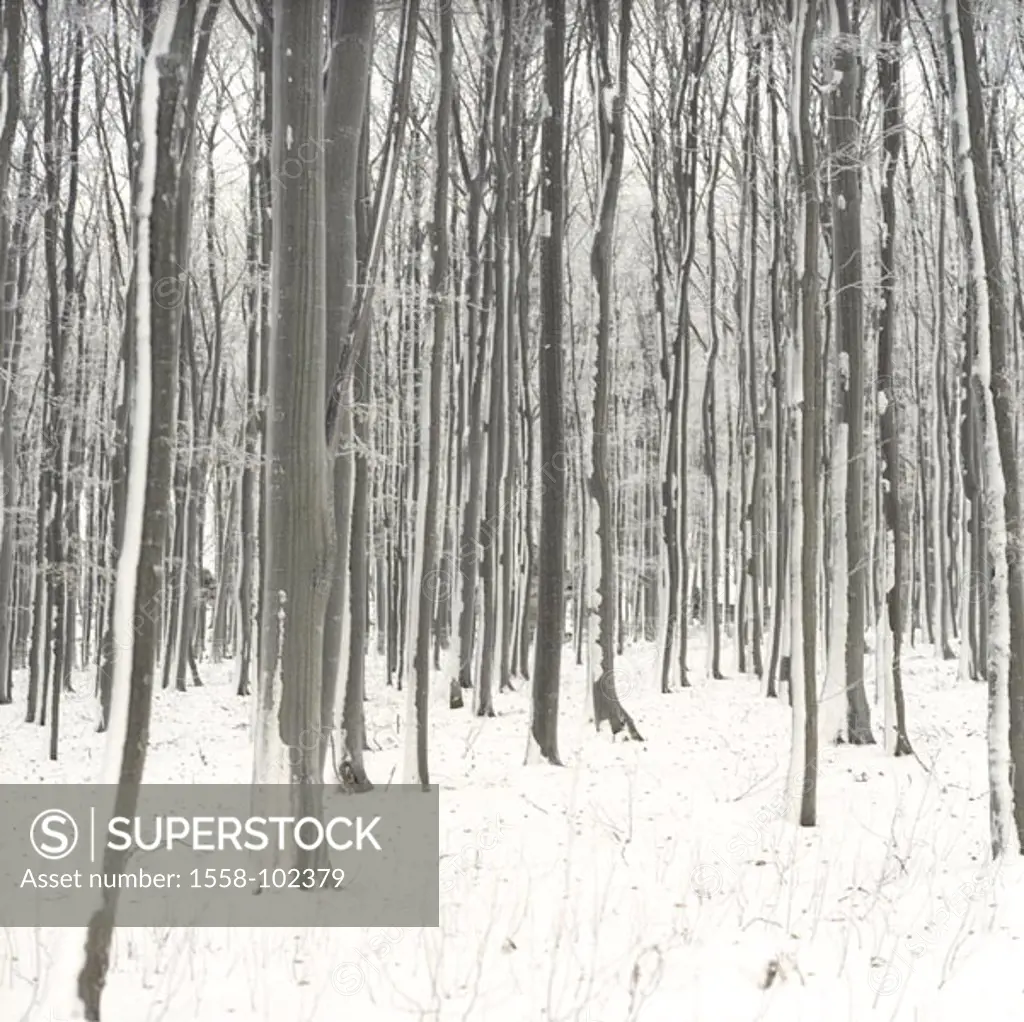 Forest, deciduous trees, detail, tree-trunks, Winters,   Winter forest, trees, trunks, verscheint, weather side, snowed in snow, wintry, cold, frost, ...
