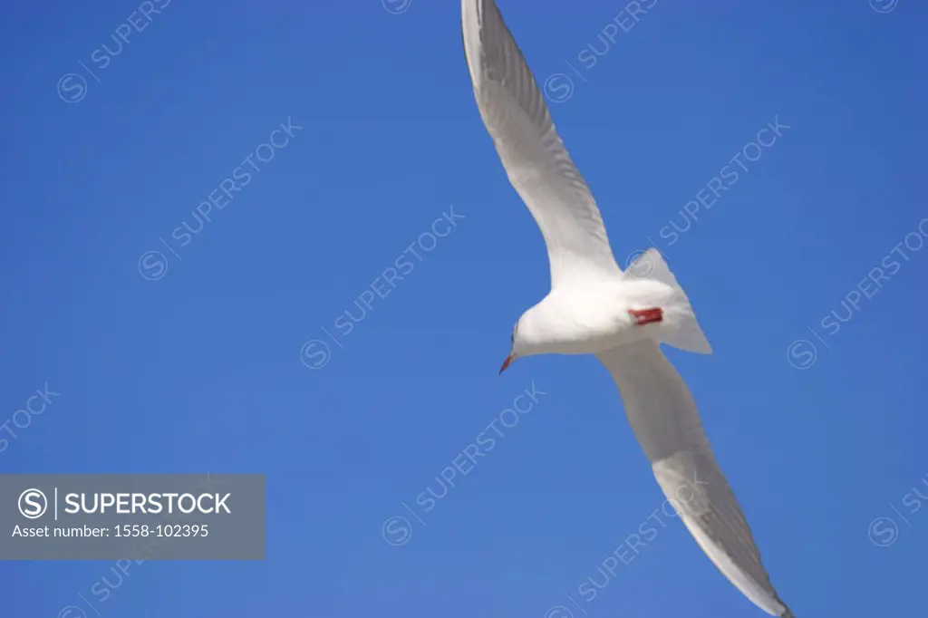 Lachmöwe, Larus ridibundus, flight, from below,   Wildlife, animal, bird, seagull, winter plumages, white flie, glides, air, azure, cloudless, symbol,...