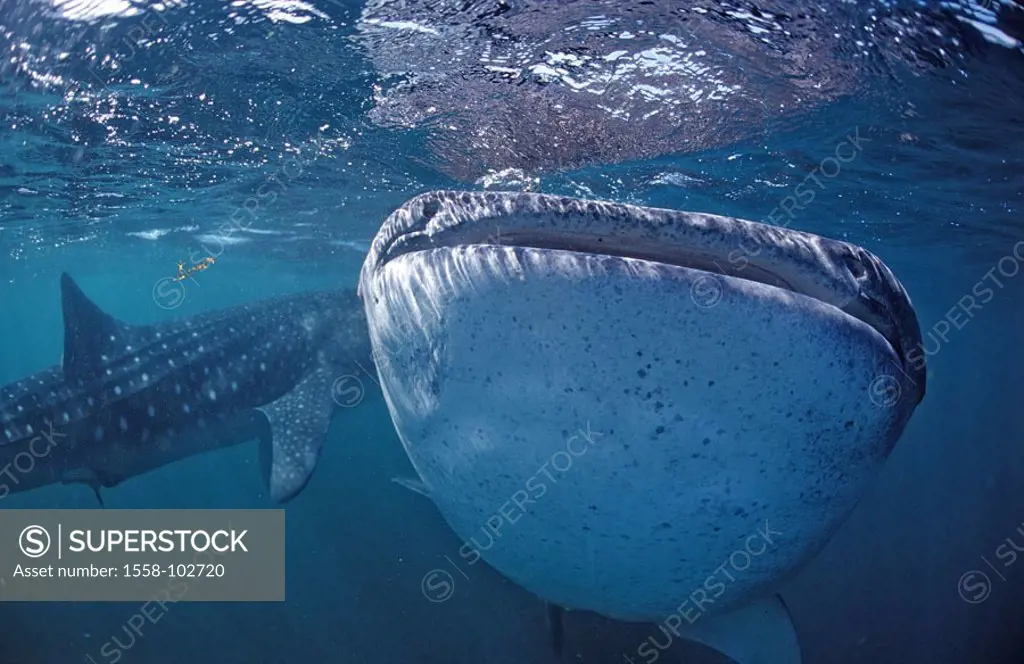Underwater reception, Walhaie,  Rhincodon figure, eat,   Series, sea, of water, underwater world, animals, fish, cartilage fish, Chondrichthyes, big, ...