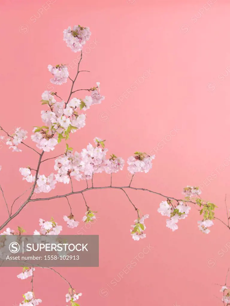Cherry tree, detail, branch, blooms,    Series, tree, fruit tree, cherry, rose plant, Prunus spec., Stone fruit plant, branch, cherry blooms, blooms, ...
