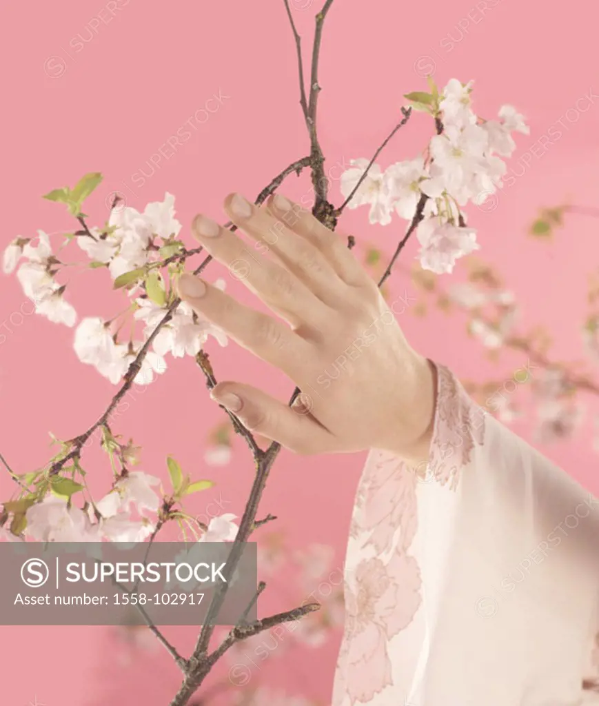 Woman, young, detail, hand, cherry tree,  Branches, blooms, touch,   Series, women hand, cherry blooms, symbol, naturalness, delicately, softly, tact,...
