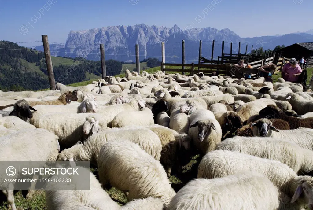 Austria, Salzburg, Tennengebirge,  Mitterfeldalm, sheep herd, fenced in,   Mountains, Alm, Almbetrieb, pen, animals, mammals, farm animals, sheep, cat...