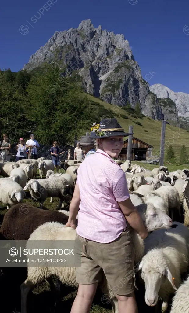 Austria, Salzburg, Tennengebirge, Mitterfeldalm, sheep herd, fenced in, Shepherds, work, , Mountains, Alm, drives together cattle-breeding Almbetrieb,...