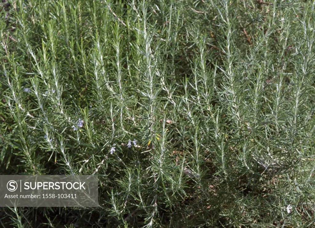 Rosemary, Rosmarinus officinalis,  Detail, branches,   Plants, herbs, herbs, garden herbs, seasoning herbs, herbs, kitchen seasoning, seasoning, taste...