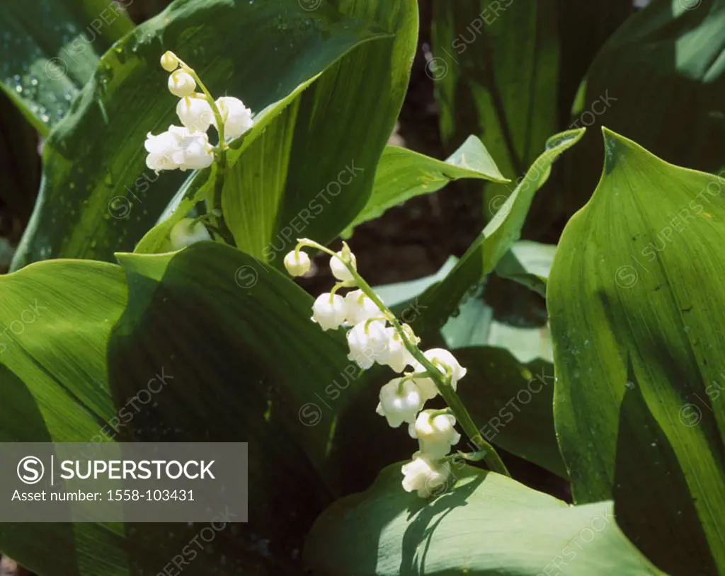 Lily, Convallaria majalis,  blooms, detail,   Plants, flowers, lily plants, lilie of the valley, prime, in the spring flowers, venomously, nature cons...