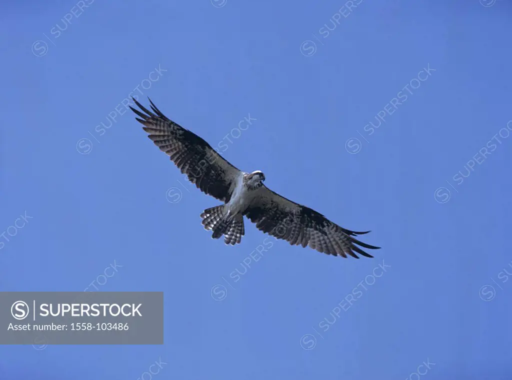 Ospreys, Pandion haliaetus, flight,