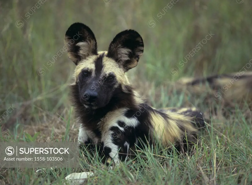 African wild dog, Lycaon pictus, grass, lie,