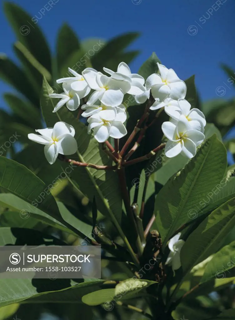 Indian fig tree, temple tree, Plumeria obtusa, blooms,
