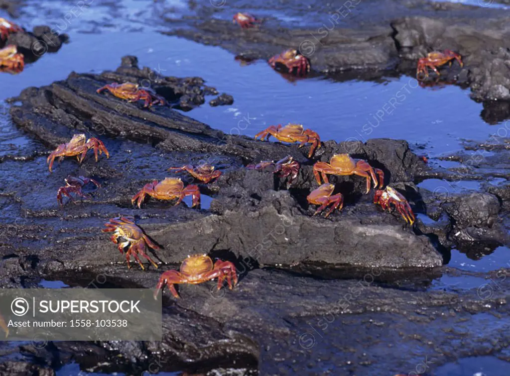 Red rock crabs, Grapsus grapsus, Lavastrand