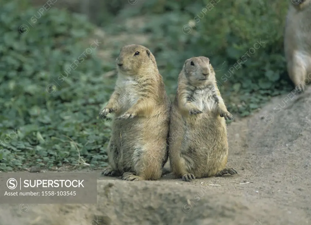 Black tail prairie dogs, Cynomys ludovicianus, construction